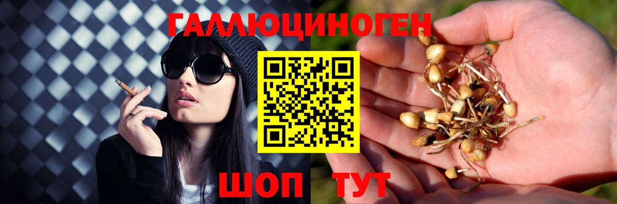 Псилоцибиновые грибы мицелий  Вход с VPN  Уссурийск  Псилоцибиновые грибы Psilocybe 